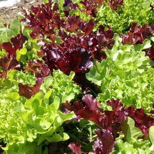 Lettuce Variety Mix - Saanich Organics