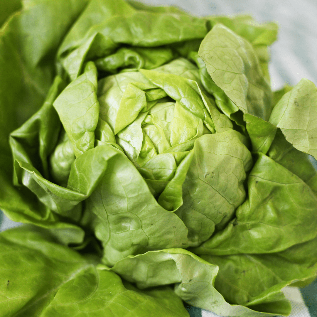 Lettuce White Boston, Sow Easy - McKenzie Seeds