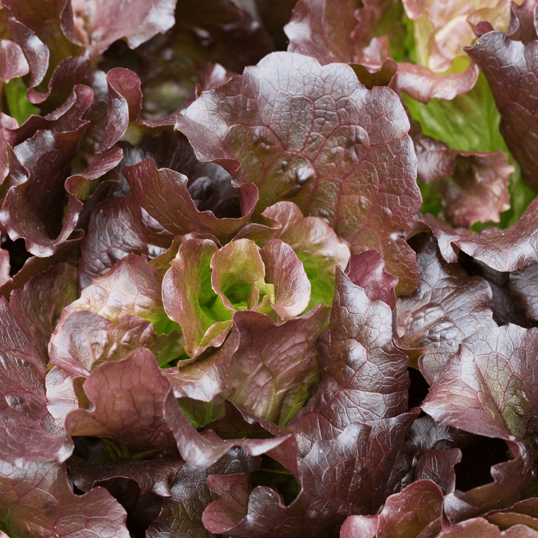 Lettuce Yugoslavian Red - Saanich Organics