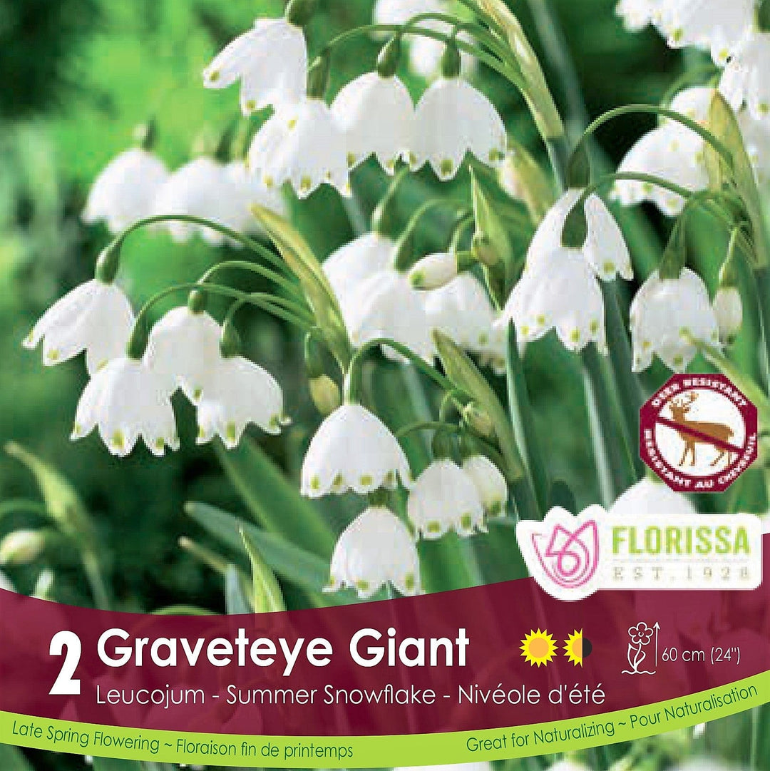 Leucojum Summer Snowflake Gravetye Giant 