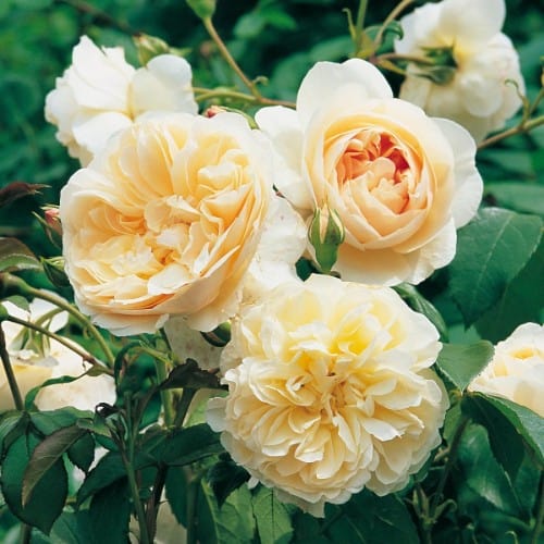 Lichfield Angel - David Austin Rose