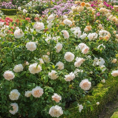 Lichfield Angel - David Austin Rose