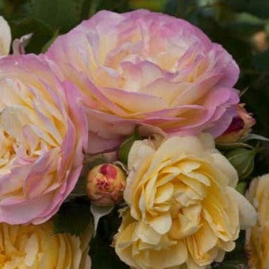 Life of the Party Weeks Floribunda Rose Pink White and Yellow