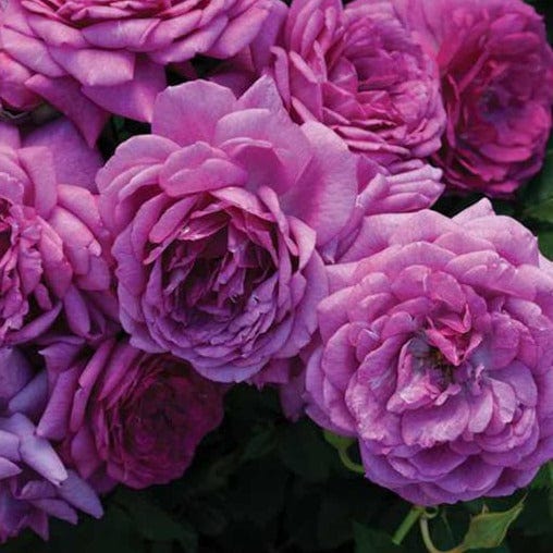Weeks White Roses Life's Little Pleasures Miniflora | Weeks Rose – Wildwood Outdoor Living