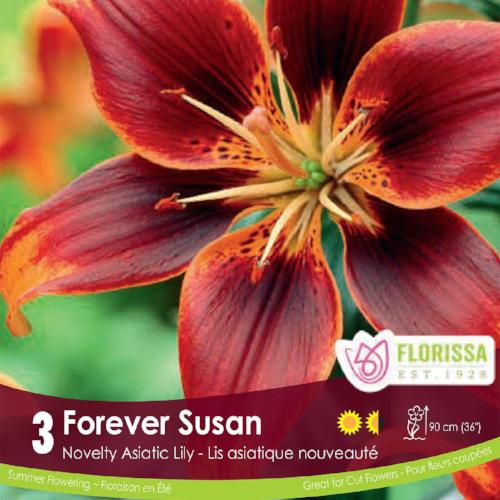 Asiatic Lily Forever Susan Spring Bulb