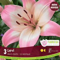 Lily, Asiatic - Levi, 3 Pack