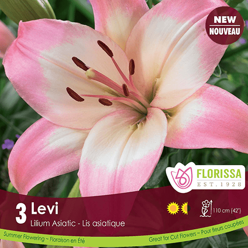 Lily Asiatic Levi