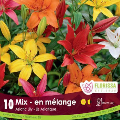 Lily, Asiatic - Mix, 10 Pack