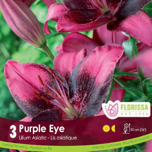 Lily, Asiatic - Purple Dream, 3 Pack