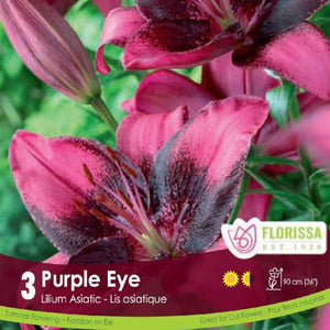Lily Asiatic Purple Eye Purple Spring Bulb