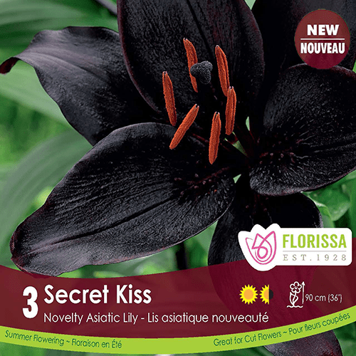 Lily Asiatic Secret Kiss