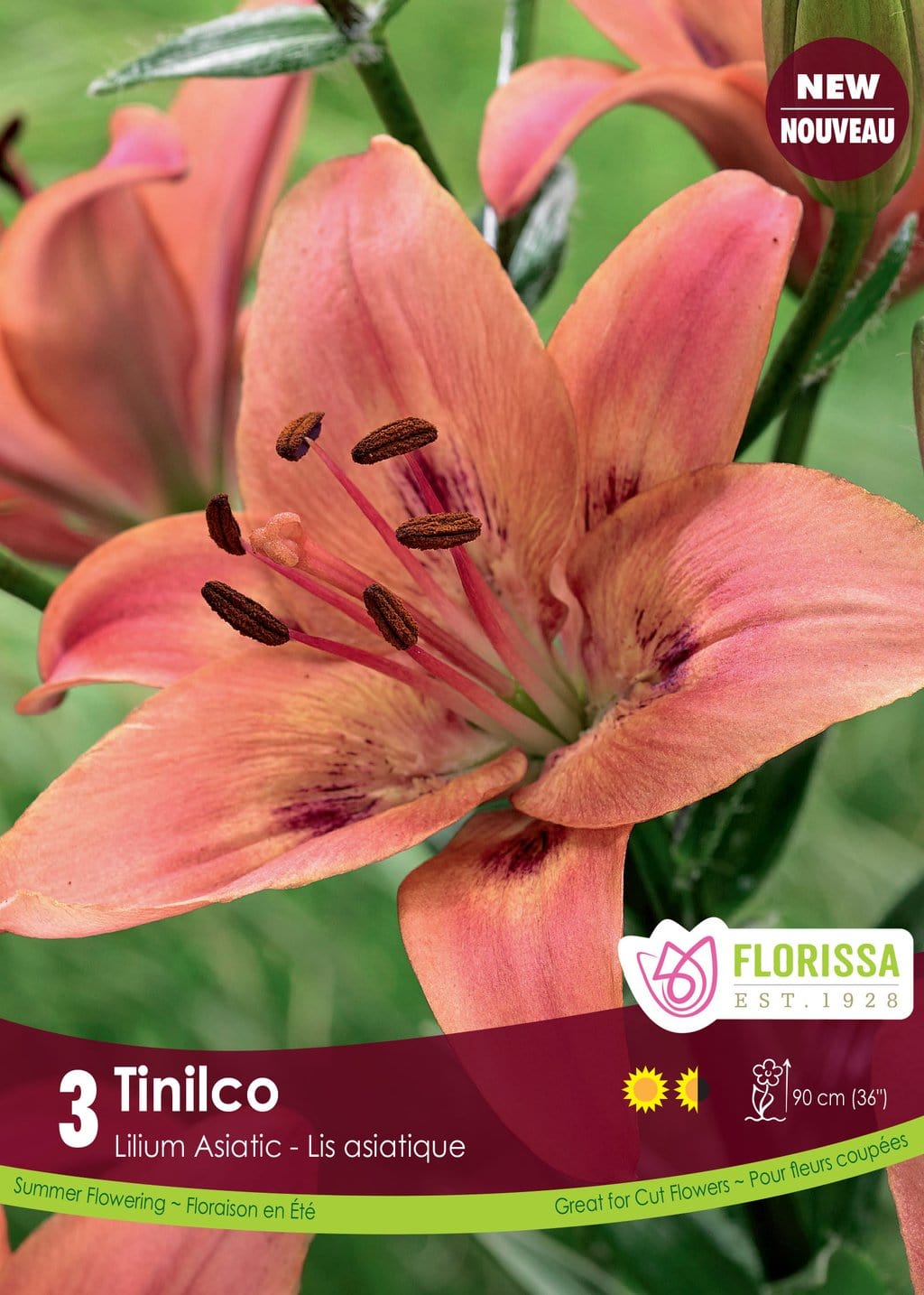 Lily, Asiatic - Trinilco, 3 Pack