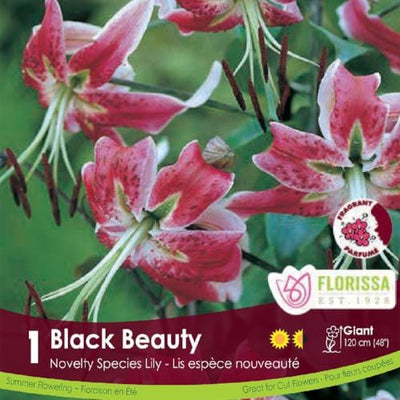 Novelty Lily Black Beauty Spring Bulb