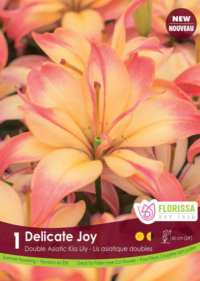 Lily, Double Asiatic Kiss - Delicate Joy