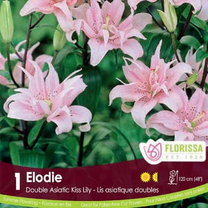 Double Asiatic Kiss Lily Elodie Spring Bulb
