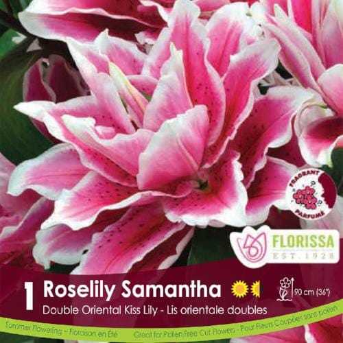 Lily Double Orient Roselily Samantha Pink Spring Bulb