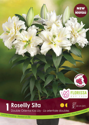 Lily, Double Oriental Kiss - Roselily Sita