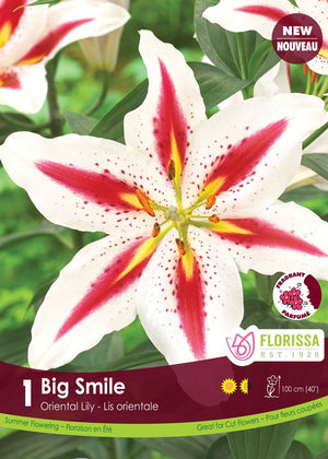 Lily, Oriental - Big Smile