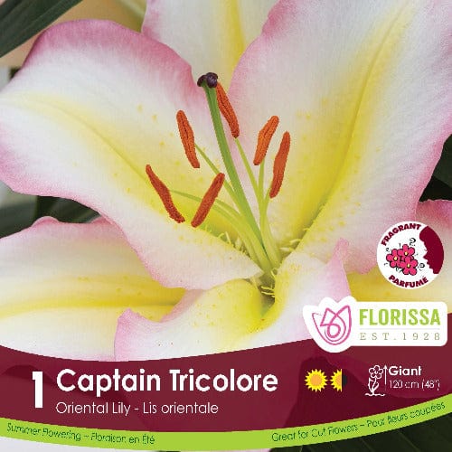 Lily, Oriental - Captain Tricolore