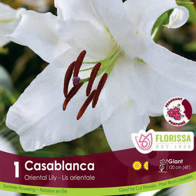 Lily, Oriental - Casablanca