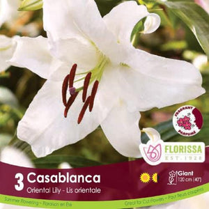 Lily Orient Casablanca white spring bulb