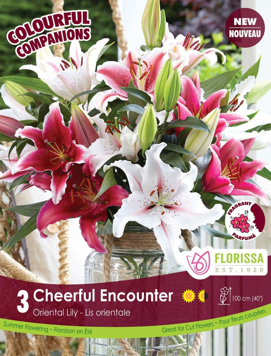 Lily - Cheerful Encounter, Colourful Companions, 3 Pack