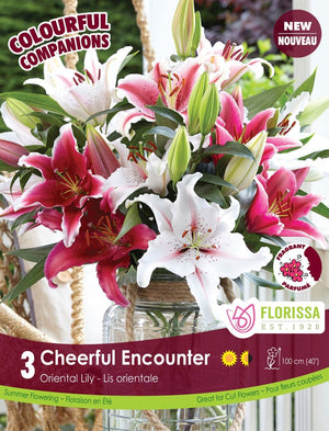 Lily, Oriental - Cheerful Encounter, Colourful Companions, 3 Pack