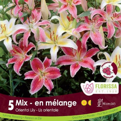 Lily Oriental Mix pink and white spring bulbs