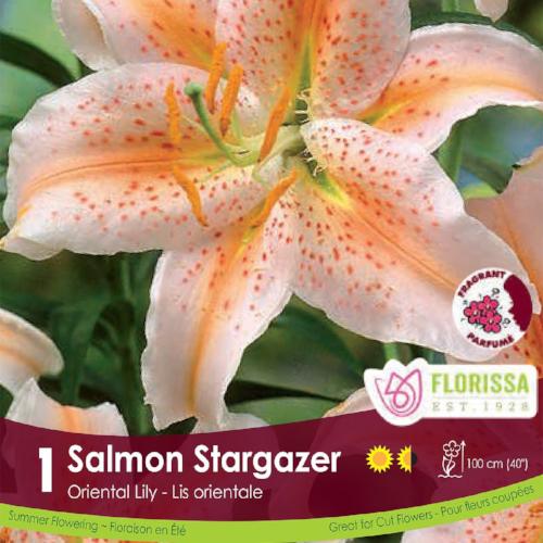 Oriental Lily Salmon Stargazer Spring Bulb