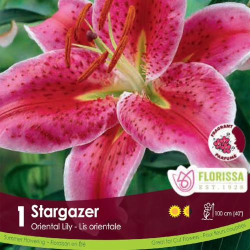 Lily Oriental Stargazer Pink Spring Bulb