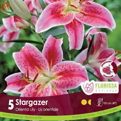 Lily, Oriental - Stargazer - BONUS 5 Pack