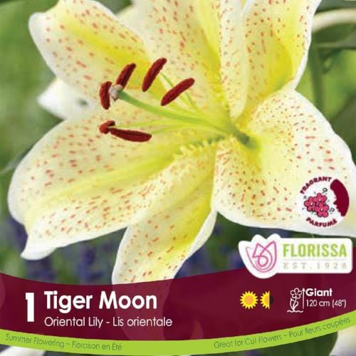 Oriental Lily Tiger Moon Spring bulb