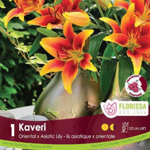 Lily Novelty Kaveri Orange and Yellow Spring Bulb