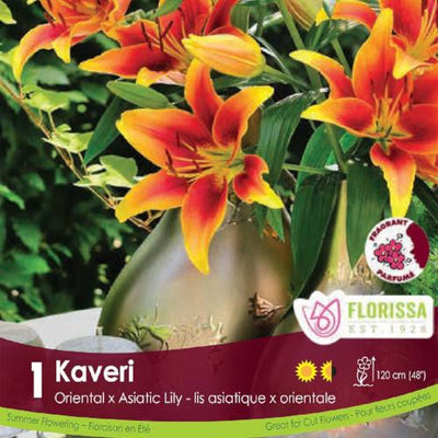 Lily Novelty Kaveri Orange and Yellow Spring Bulb