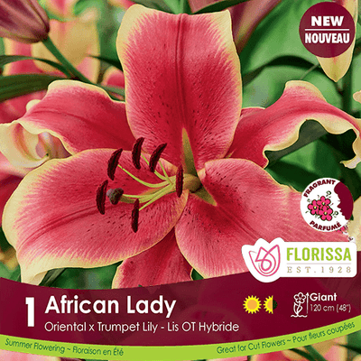 Lily O/T Hybrid African Lady