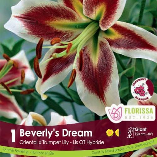 Oriental x Trumpet Lily Beverly's Dream Spring Bulb