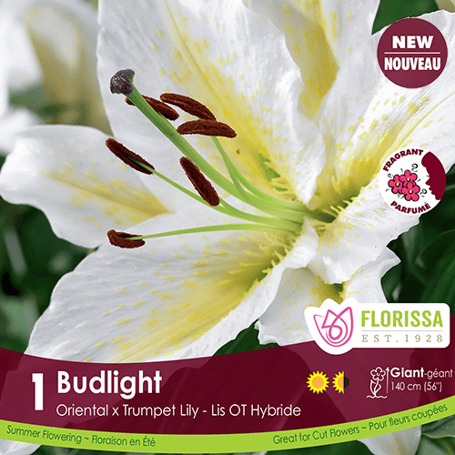 Oriental x Trumpet Lily Budlight