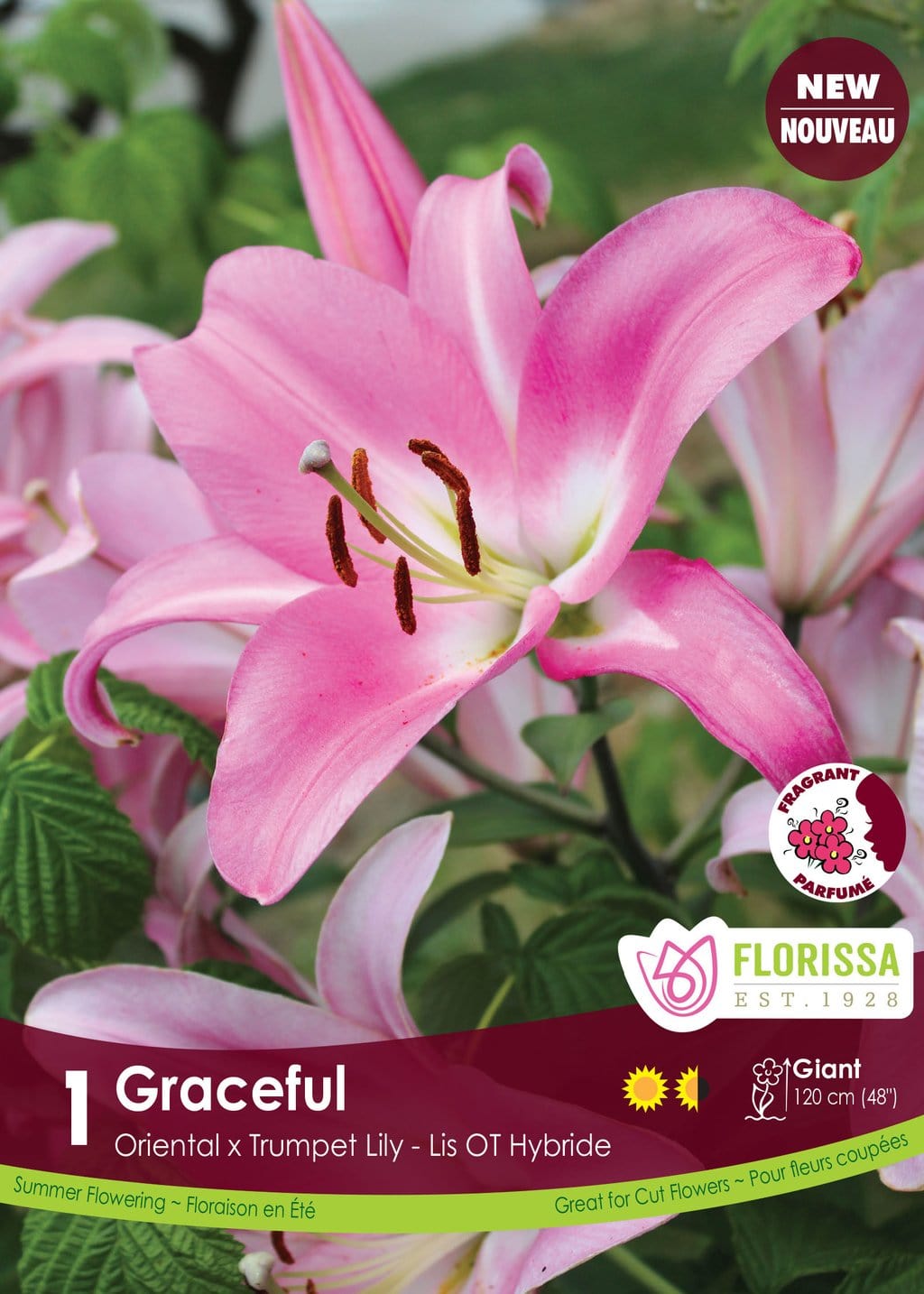 Lily, Oriental x Trumpet - Graceful