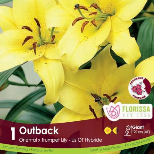Oriental x Trumpet Lily Outback Spring Bulb