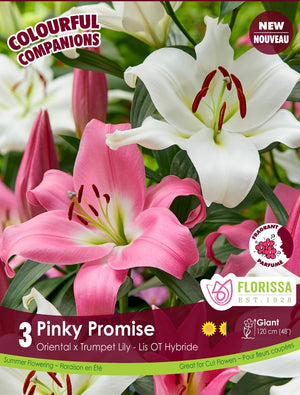 Lily, Oriental x Trumpet - Pinky Promise, Colourful Companions, 3 Pack