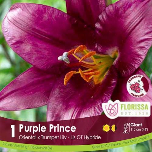 Oriental x Trumpet Lily Purple Prince Spring Bulb