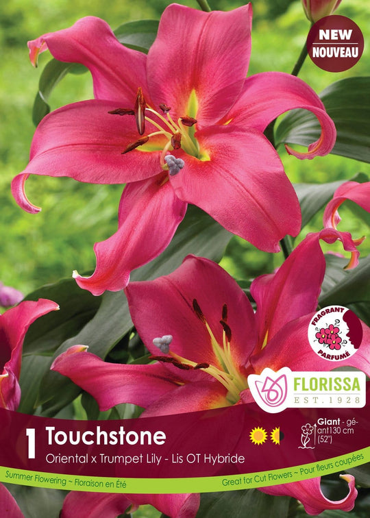 Lily, Oriental x Trumpet - Touchstone