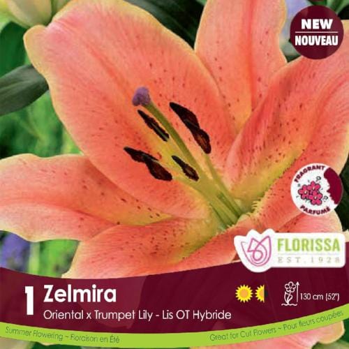 Oriental x Trumpet Lily Zelmira Spring Bulb