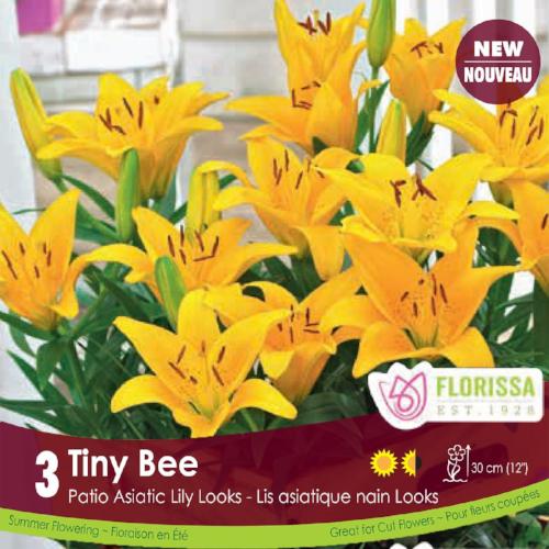 Lily, Patio Asiatic - Tiny Bee, 3 Pack
