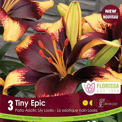 Patio Asiatic Lily Tiny Epic Spring Bulb