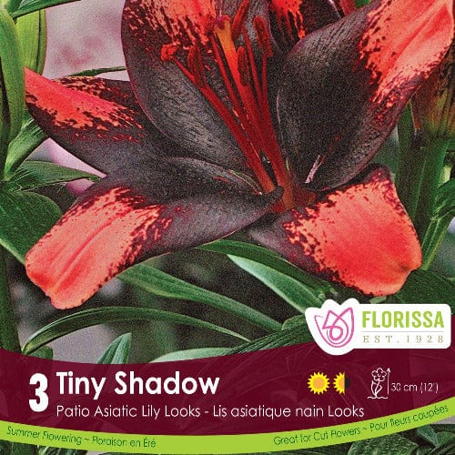 Patio Asiatic Lily Tiny Shadow