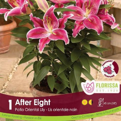 Lily Oriental Pot After Eight Pink Spring Bulb