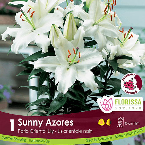 Patio Oriental Lily Sunny Azores