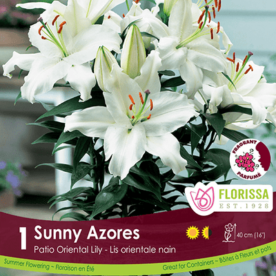 Patio Oriental Lily Sunny Azores