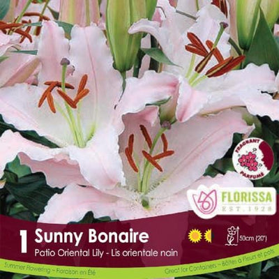 Lily Oriental Pot Sunny Bonair Pink Spring bulb